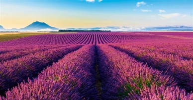 Du lịch Úc tháng 12: Đắm mình trong sắc tím hoa Lavender ngây ngất